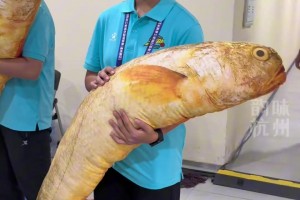 浙BA温州队VS杭州队，温州队送出特产大黄鱼，杭州队送出丝绸礼盒